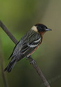 bay-breasted_warbler181