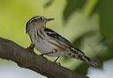 black-and-white_warbler215