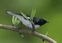 black-throated_blue_w_32323