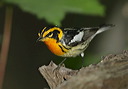 blackburnian_warbler169