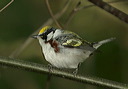 chestnut-sided_warbler247