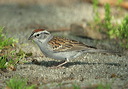 chipping_sparrow239