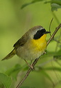 common_yellowthroat288