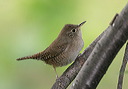 house_wren098