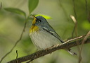 northern_parula308