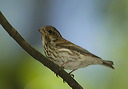 purple_finch312