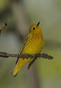 yellow_warbler269