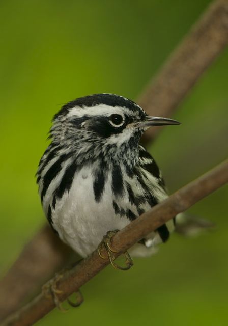 black-and-white_warbler433.jpg