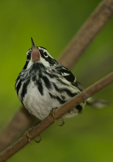 black-and-white_warbler435.jpg