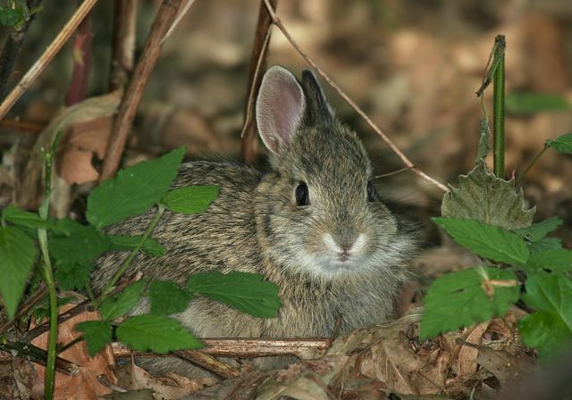 eastern_cottontail162.jpg