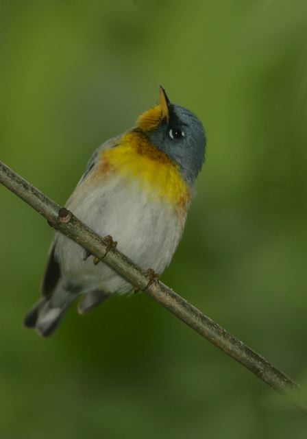 n_parula467.jpg