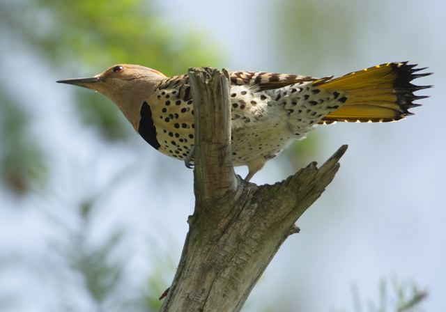 northern_flicker367.jpg