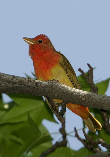 summer_tanager416.jpg