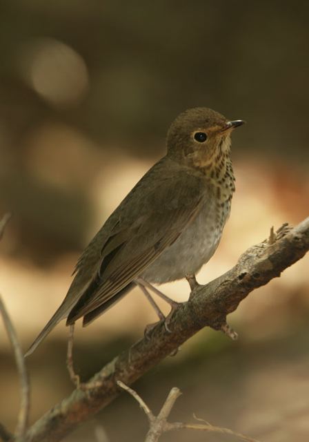 swainson_s_thrush399.jpg