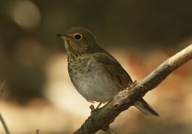 swainson_s_thrush406.jpg