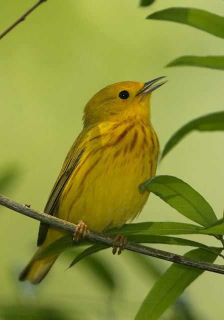 yellow_warbler381.jpg