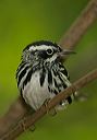 black-and-white_warbler433