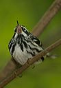 black-and-white_warbler435