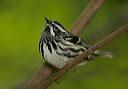 black-and-white_warbler437