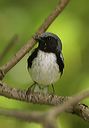 black-throated_blue_w_326ad