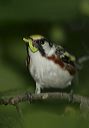 chestnut-sided_warbler462