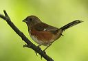 eastern_towhee481