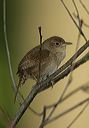 house_wren0477