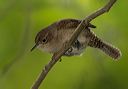 house_wren475