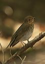 swainson_s_thrush399