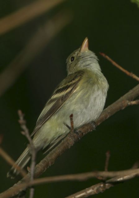 acadian_flycatcher0665.jpg