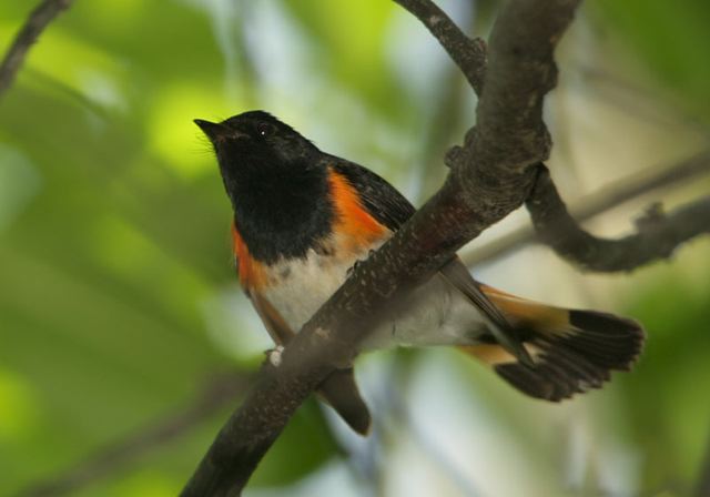 american_redstart0628.jpg