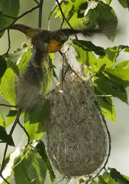 baltimore_oriole0694.jpg