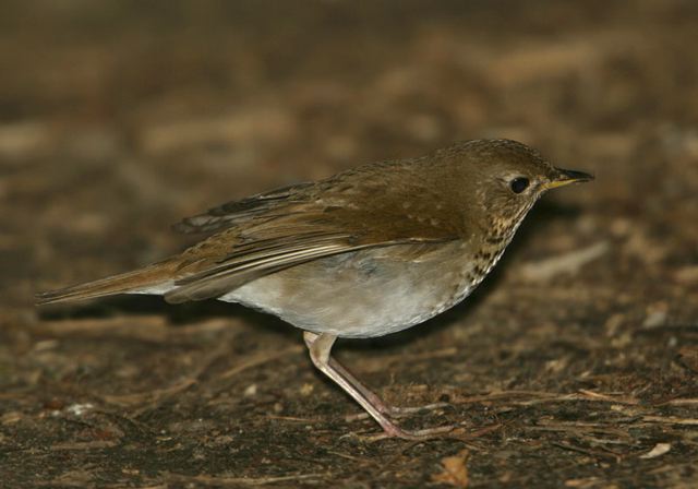 bicknell_s_thrush625.jpg