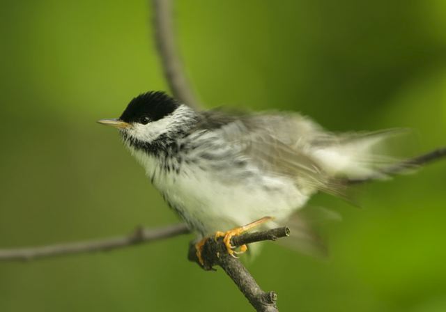 blackpoll_warbler514.jpg