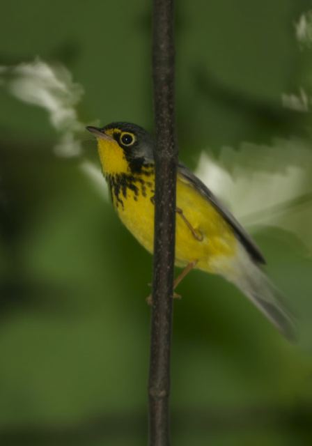 canada_warbler497.jpg