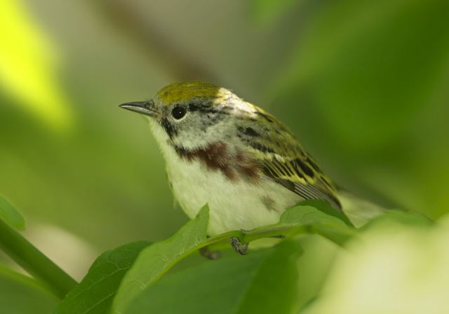 chestnut-sided_warbler577.jpg