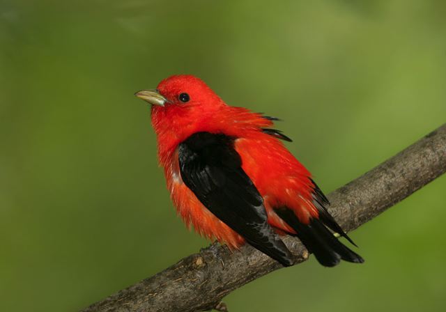 scarlet_tanager537.jpg