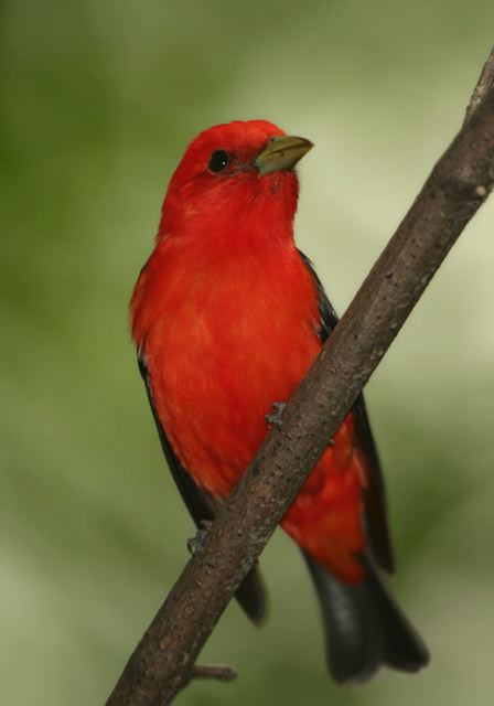 scarlet_tanager538.jpg