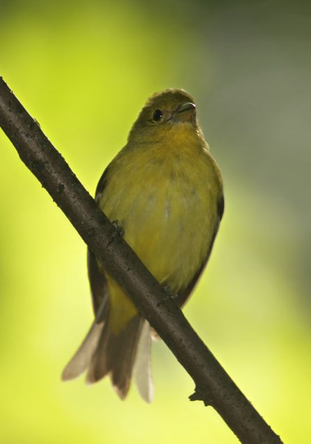 scarlet_tanager568.jpg