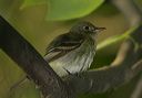 acadian_flycatcher0646