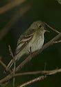 acadian_flycatcher0664