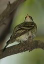 acadian_flycatcher0676