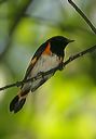 american_redstart0631