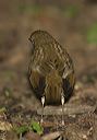 bicknell_s_thrush626