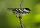 blackpoll_warbler506