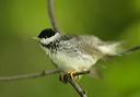 blackpoll_warbler514