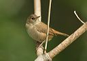 house_wren546