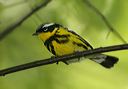 magnolia_warbler558