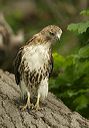 red-tailed_hawk0614