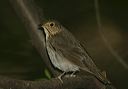 swainson_s_thrush0584